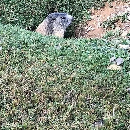 L'etoile Des Neiges Confort Pour 4 Personnes Lejlighed *